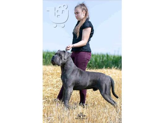 Κουτάβια Cane Corso
